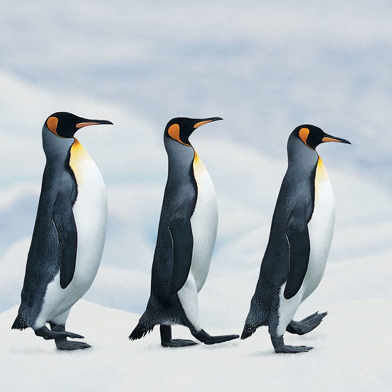 os travel presents silversea-antarctica-cruise-king-penguins